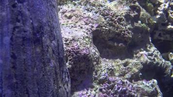 Underwater view of Colorful Exotic fishes in an Aquarium in 4K video