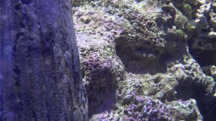 水族館影片