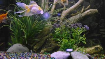 un pez tropical dorado nada en un hermoso acuario en el agua entre burbujas de aire video