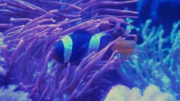 Ocellaris clown three-tape black swims in an aquarium