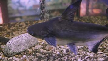 Grey mini shark swims in the aquarium video