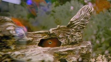 peixe papagaio nada no aquário