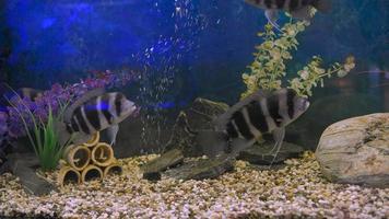 Black-striped Cichlazoma swims in an aquarium video