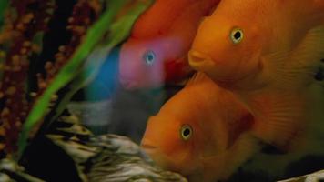 papageienfisch schwimmt im aquarium video