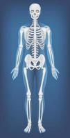 Anatomical Structure Human Skeleton