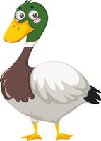 Duck cartoon character on white background vector