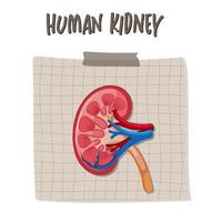 Human internal organ with kidney vector