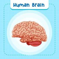 órgano interno humano con cerebro