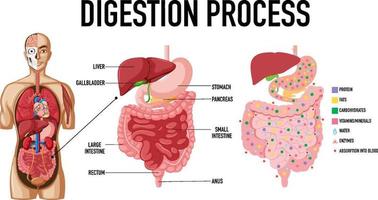 Diagram showing digestion process vector