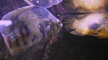 piranha nada em um aquário borbulhante