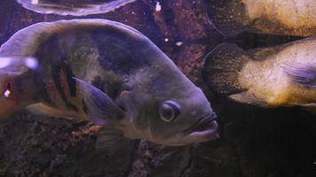 Piranha simmar i ett bubblande akvarium