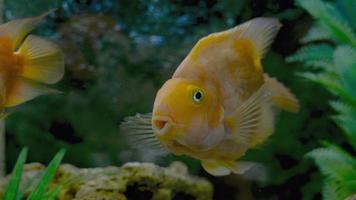 poisson perroquet nage dans l'aquarium video