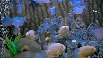 peixe-papagaio branco nada no aquário