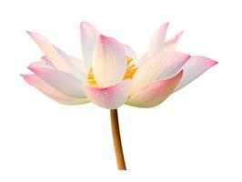 Lotus isolate on white background photo