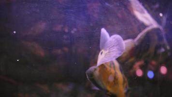 Piranha simmar i ett bubblande akvarium