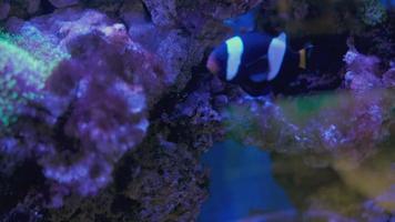 Ocellaris clown three-tape black swims in an aquarium