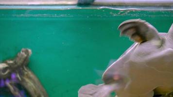 la tortue nage plus près de la surface de l'aquarium