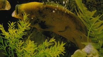 Piranha swims in a bubbling aquarium