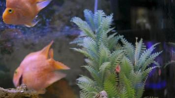 Parrot fish swims in the aquarium video