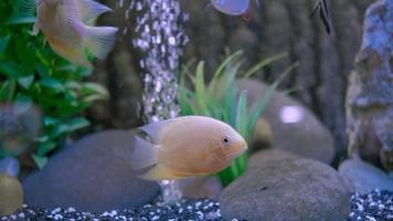 le poisson perroquet blanc nage dans l'aquarium
