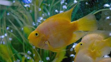 Parrot fish swims in the aquarium video