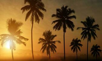 Silhouette of palm trees at sunset background. photo