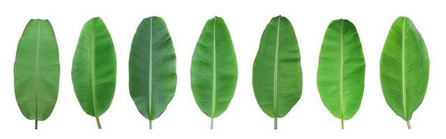 Set of green banana leaf isolated on white background. with clipping path photo