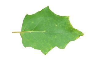 Eggplant leaves isolated on white background. photo