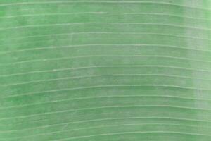 Background of fresh green banana leaf texture. photo
