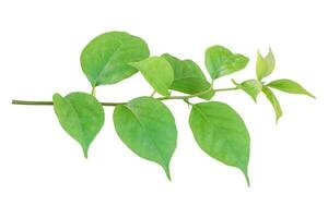 Twig with Bougainvillea leaves isolated on white background. Object with clipping path. photo