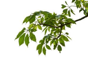 Green leaves on branch isolated on white background. with clipping path. photo