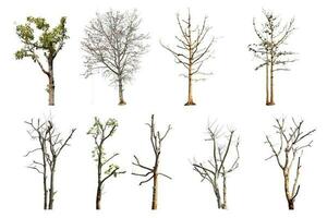 Collection trees without leaves isolated on white background. with clipping path. photo