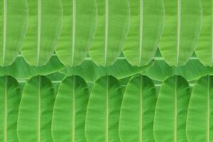 Background of fresh green banana leaf texture. photo