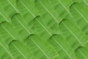 Background of fresh green banana leaf texture. photo