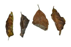 Dry leaf isolated on white background. with clipping path photo