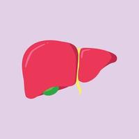 liver anatomy of human body hepatitis vector heart