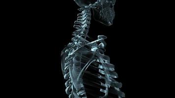 Animación médica 3d de un esqueleto humano girando - lazo video