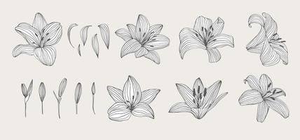 Set of hand drawn flowers. Lily for wedding invitation, greeting card, package, T shirt, label and other. vector