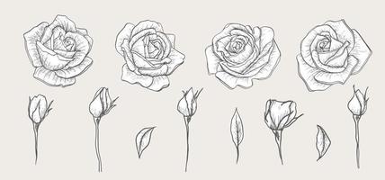 Set of hand drawn sketch flowers. Rose for wedding invitation, greeting card, package, T shirt, label and other. vector