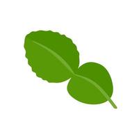 Kaffir lime leaves. Herbs for health. for cooking vector