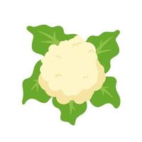 vector de coliflor. verduras para una cocina saludable