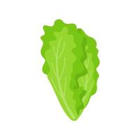 lechuga. vegetales de hojas verdes para una ensalada saludable. vector