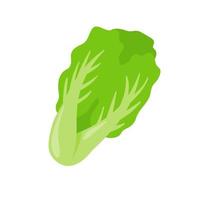 lechuga. vegetales de hojas verdes para una ensalada saludable. vector