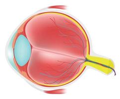 Anatomy of human eye. vector