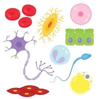 Types of cells in the human body. vector