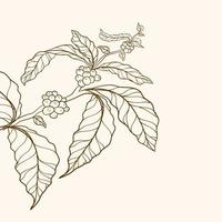 branch of coffee, branch with leaves, Vector nature border, Coffee plant, leaves, bean, grain, branch, natural coffee leaves and beans, coffee tree illustration