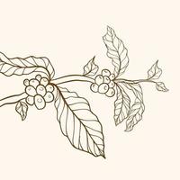 tree illustration. Hand drawn coffee branch. Engraved coffee bean and plant. Coffee tree vector