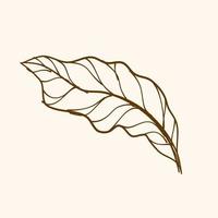 Leaf vector, illustration of leaf, outline design of leaf vector