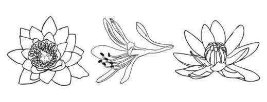 Lily flower minimal botanical drawing. Vector set of floral elements for design. Doodle set element. Illustration vector graphic.