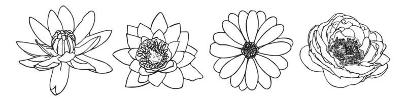 Minimal botanical drawing of flowers lily chamomile peony. Contour vector floral illustration. Modern doodle collection.